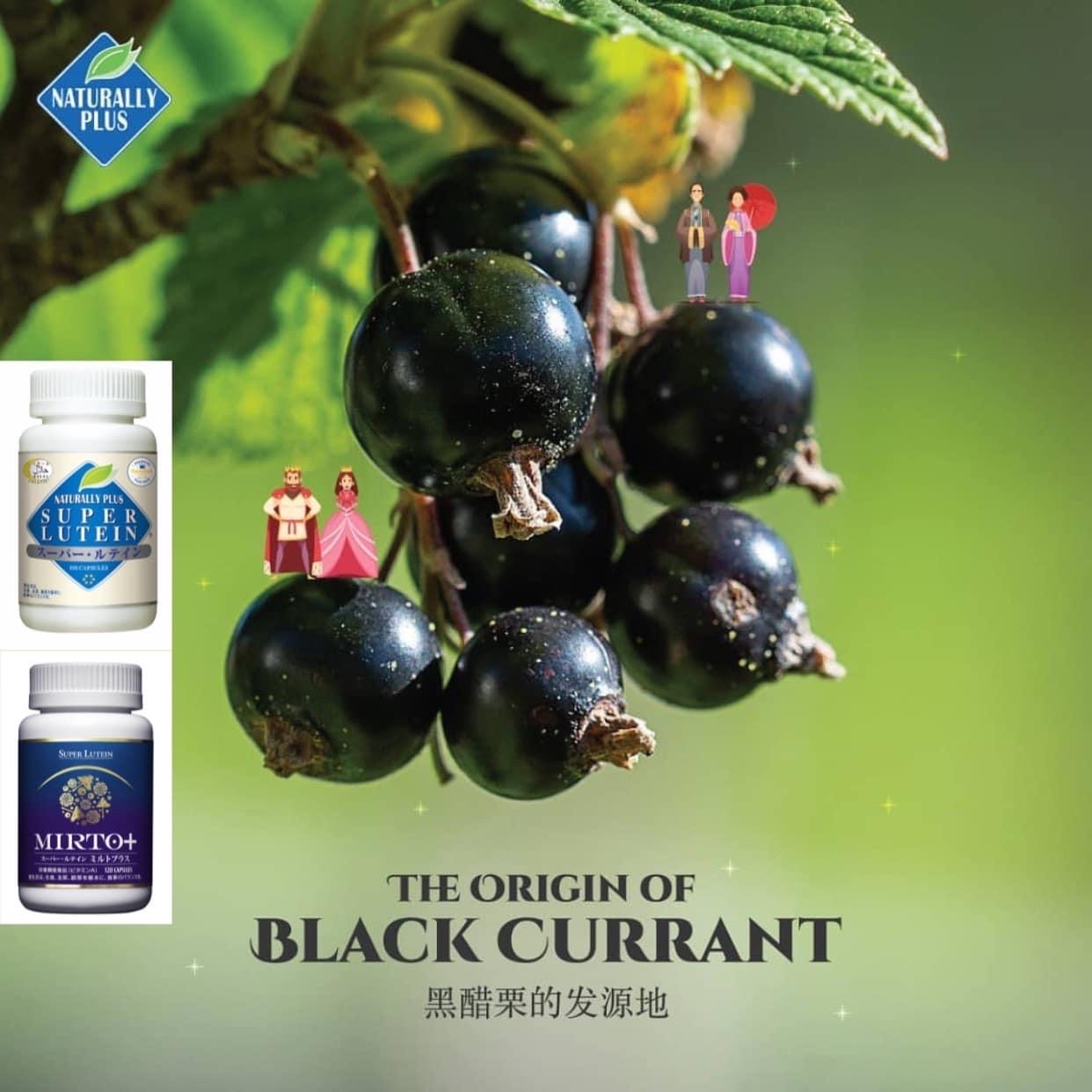 blackcurrant-thanh-phan-co-trong-san-pham-super-lutein