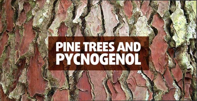 pycnogenol-va-suc-khoe-tim-mach