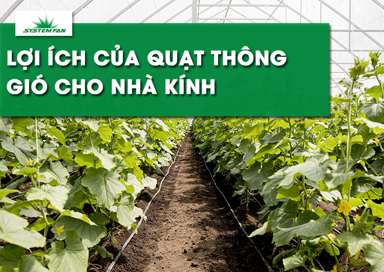 3-loi-ich-tuyet-voi-cua-quat-thong-gio-nha-kinh