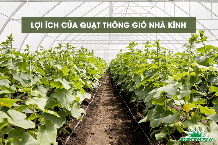 Lợi ích của quạt thông gió nhà kính