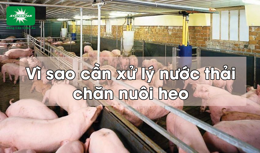 Vì sao cần xử lý nước thải chuồng heo