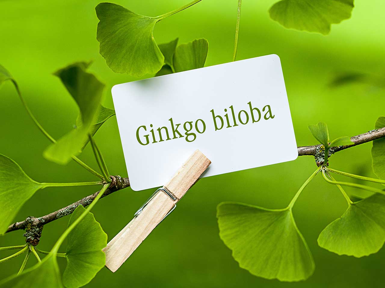 Công dụng của thảo dược Ginkgo biloba (bạch quả)