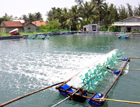 ung-dung-cua-dien-mat-troi-cho-nuoi-trong-thuy-san-tai-viet-nam