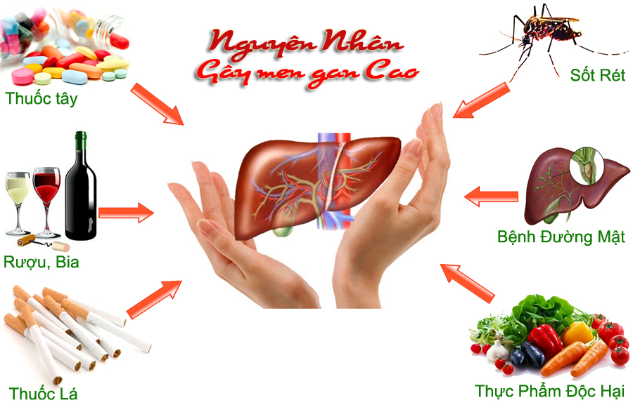 Vai trò và chức năng của gan | ReadyQ