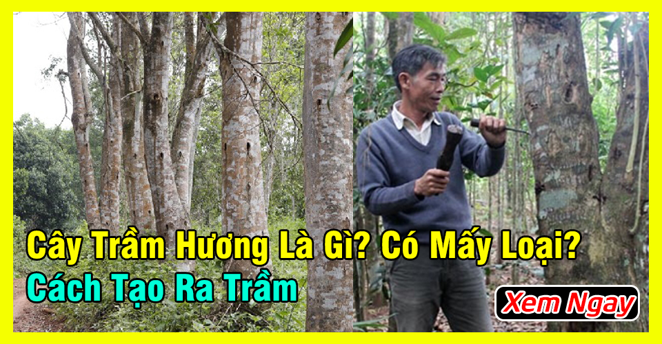 Cây trầm hương là gì? Có mấy loại? Cách tạo ra trầm hương