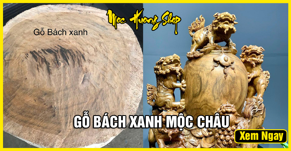 Gỗ Bách Xanh Mộc Châu là gì? Cách nhận biết? Phân loại? Giá?