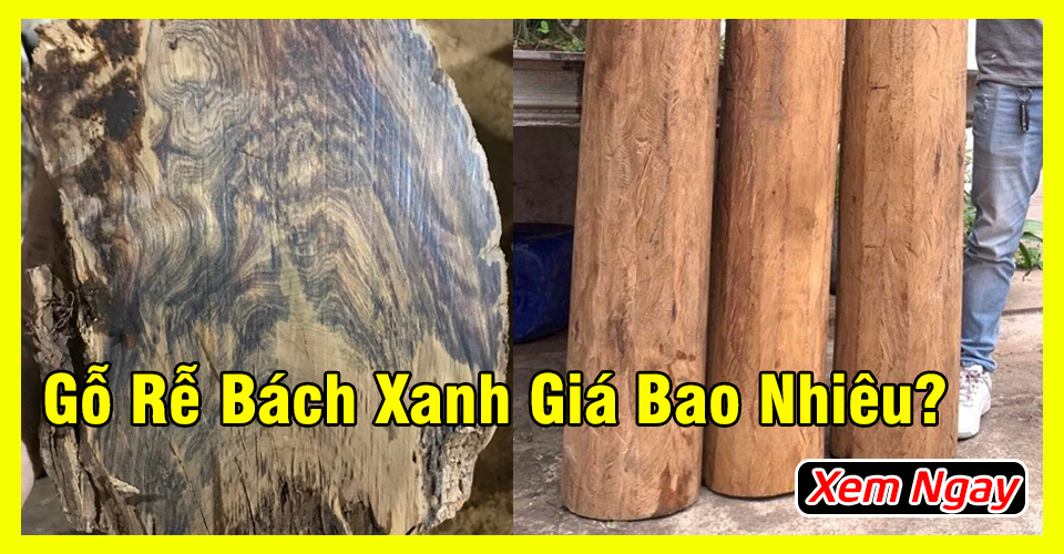 Gỗ bách xanh rễ chìm nước là gì? giá bao nhiêu( Chi tiết ảnh & video )