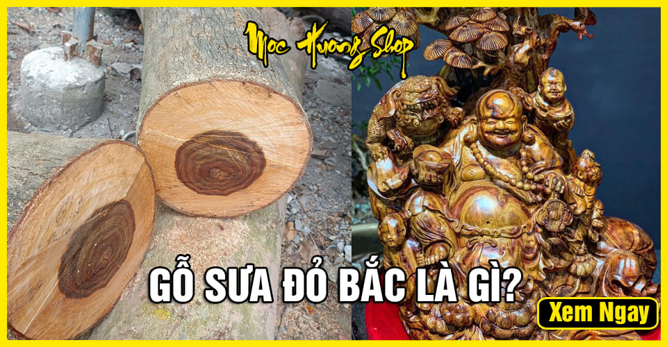 Gỗ Sưa Đỏ Bắc là gì? Phân loại, Giá bán, Cách nhận biết