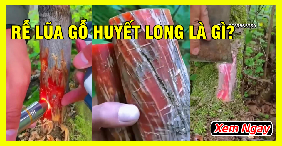 Có Mấy Loại Gỗ Huyết Long - Rễ Lũa Huyết Long Là Gì?