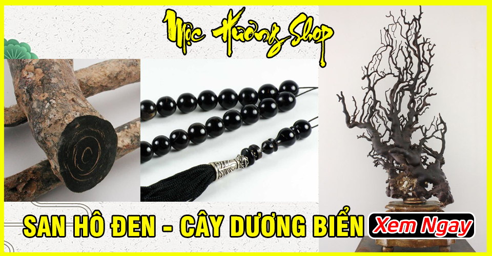 San Hô Đen - Cây Dương Biển: Đặc Điểm, Tác Dụng, Giá Bán?