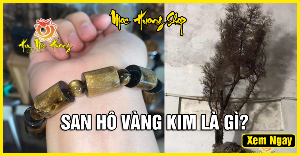 San Hô Vàng Ánh Kim là gì? Công dụng, Giá, Cách nhận biết San Hô Vàng Ánh Kim là gì? Công dụng, Giá, Cách nhận biết