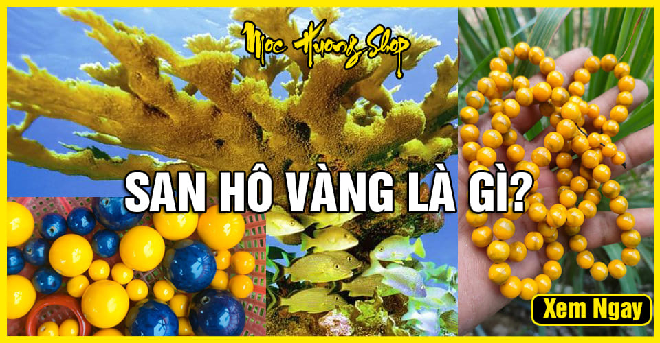 San Hô Vàng là gì? Nguồn gốc, Công dụng và Giá bán? San Hô Vàng là gì? Nguồn gốc, Công dụng và Giá bán?