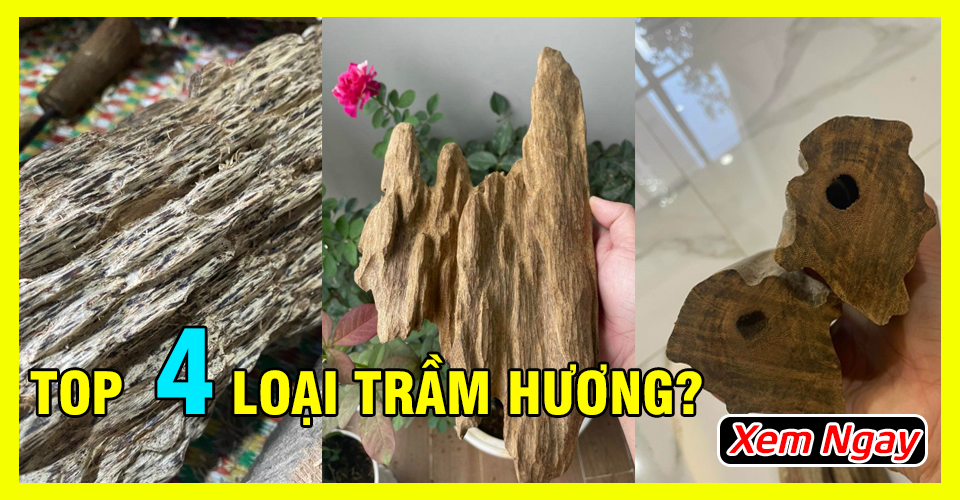 Top 4 Loại Gỗ Trầm Hương Và Cách Nhận Biết Từ Chuyên Gia