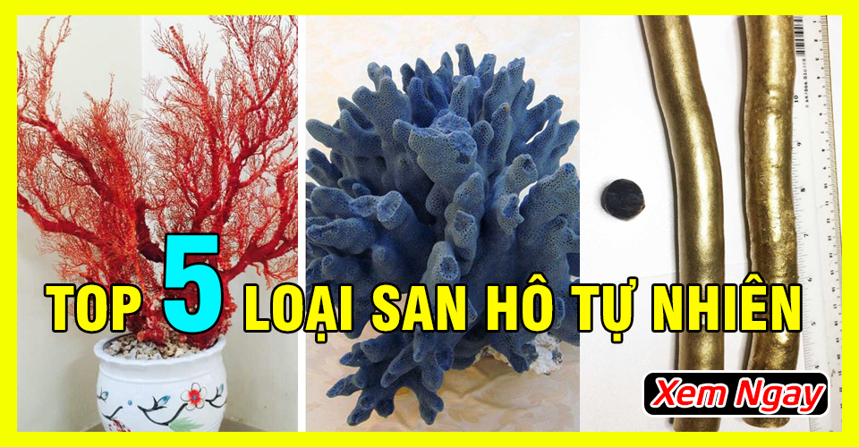 Top 5 loại san hô tự nhiên khiến đại gia săn lùng