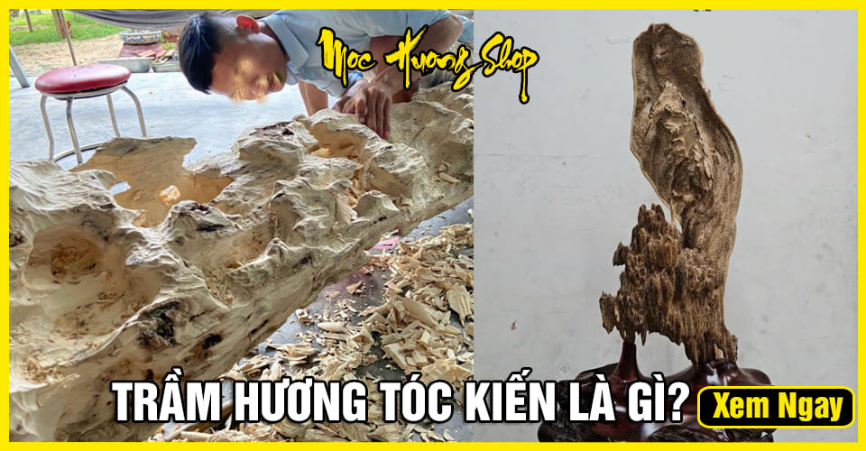 Trầm Hương Tốc Kiến là gì? Cách nhận biết, Công dụng, Phân loại, Giá