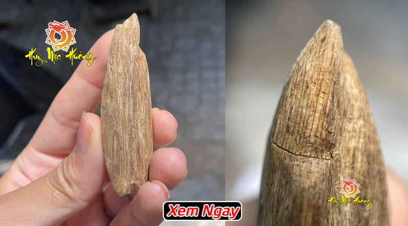 KỲ NAM LÀ GÌ? Có Mấy Loại Kỳ Nam? Loại Nào Đắt Nhất Kỳ Nam Là Gì? Có Mấy Loại Kỳ Nam? Loại Nào Đắt Nhất