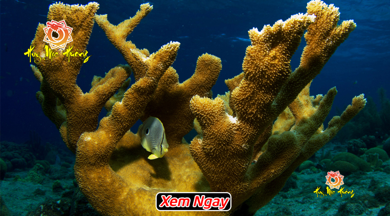 cây san hô vàng tự nhiên dưới biển