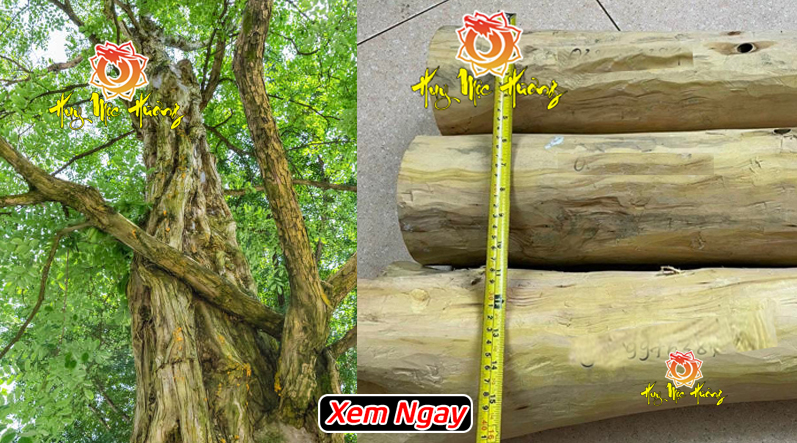 gỗ đàn hương ấn độ giá bao nhiêu 1kg