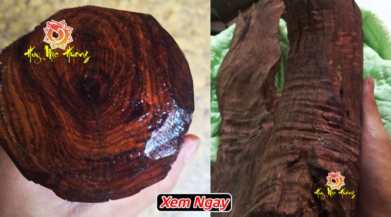 Cách nhận biết gỗ sưa đỏ quảng bình