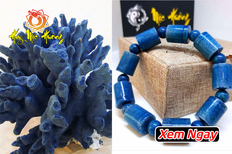 San hô xanh giá bao nhiêu 