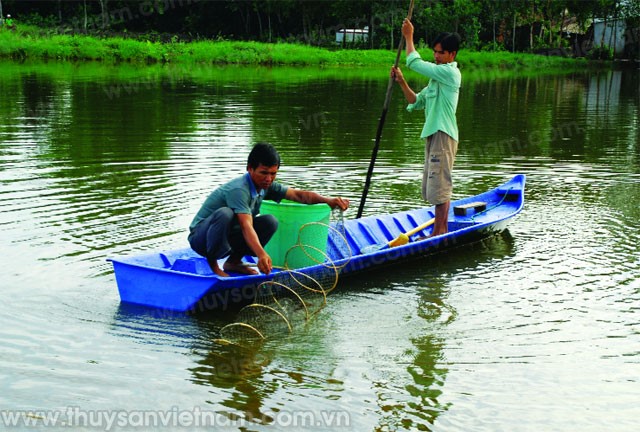 Nuôi tôm ở Cà Mau: Từ quảng canh cải tiến đến phát triển bền vững