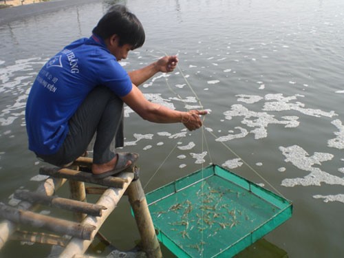 Cần Giờ và Nhà Bè thả nuôi gần 350 triệu con tôm giống trong tháng 5