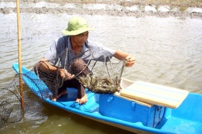 Cà Mau: Triển vọng nuôi tôm quảng canh cải tiến