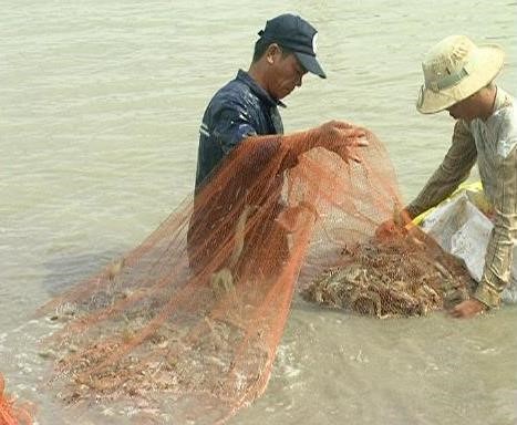 Trà Vinh: Phát triển nuôi tôm thẻ chân trắng