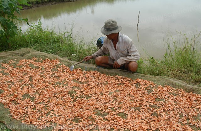 Hội nghị bàn giải pháp phát triển nuôi tôm nước lợ