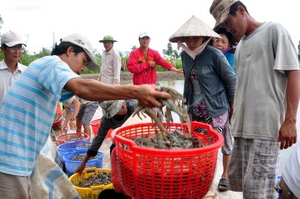 Phú Tân (Cà Mau): Phát triển tôm nuôi “chậm nhưng phải chắc”