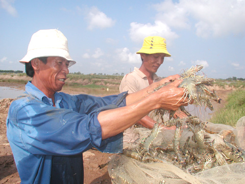 Trà Vinh: Diện tích, sản lượng thu hoạch tôm chân trắng tăng mạnh