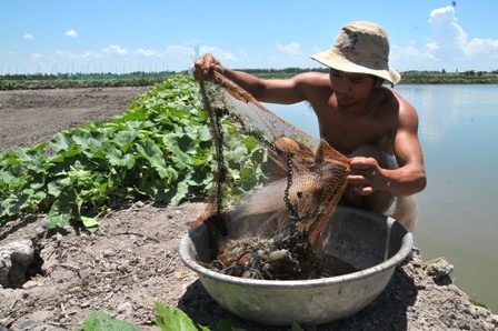 Tam Nông (Đồng Tháp): Diện tích nuôi tôm mùa nghịch giảm