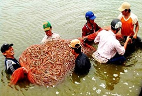 Vụ nuôi tôm nước lợ 2013: Không được chủ quan