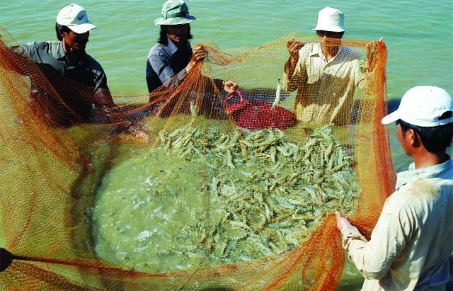 Khung lịch thời vụ thả tôm giống nước lợ năm 2016
