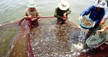 Giá tôm chân trắng ĐBSCL tăng trở lại