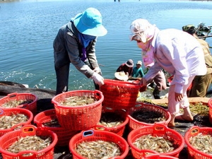 Đề án nâng cao chất lượng tôm giống: Cần thực hiện một cách chặt chẽ