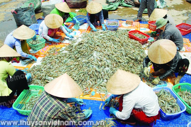 Sóc Trăng: Tôm chết ít đi, sản lượng tăng dần