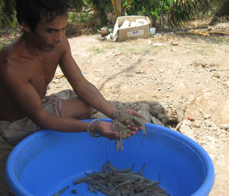 Nông dân Bến Tre trúng mùa tôm