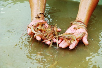 CÁC BỆNH PHỔ BIẾN TRÊN TÔM NUÔI HIỆN NAY