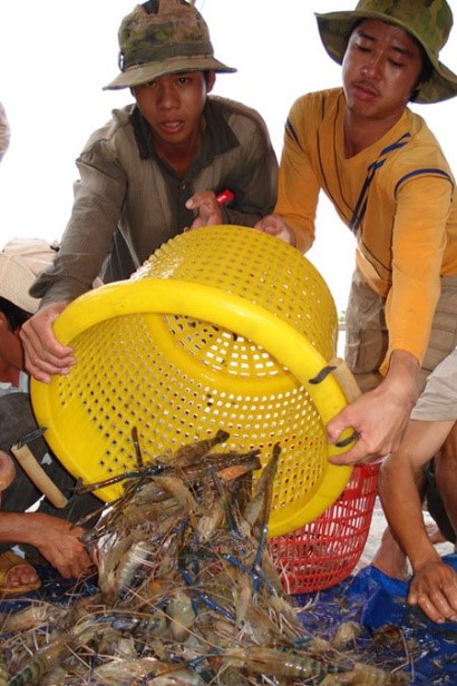 Cần Thơ: Nuôi tôm càng xanh luân canh, lãi cao
