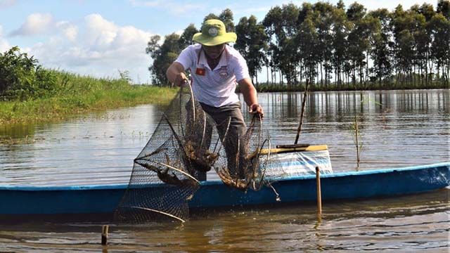 Thả 3,3 triệu con sú giống từ dự án hỗ trợ nuôi tôm quảng canh cải tiến