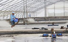 Bạc Liêu: Khuyến khích nông dân thả tôm nuôi dứt điểm để tránh dịch bệnh