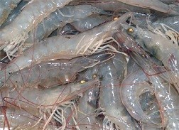 Giá tôm thẻ chân trắng ĐBSCL tăng tiếp 3.000 đồng/kg