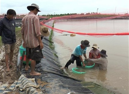 Cà Mau: Quy trình nuôi tôm công nghiệp khép kín: Cách làm mới, hiệu quả cao