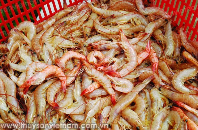 Huyện Đầm Dơi (Cà Mau): Trên 1.600 ha tôm nuôi bị dịch bệnh