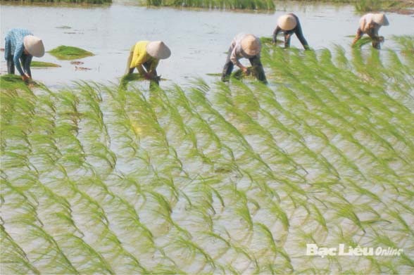 Bạc Liêu: Mô hình lúa - tôm: Những lợi ích được khẳng định
