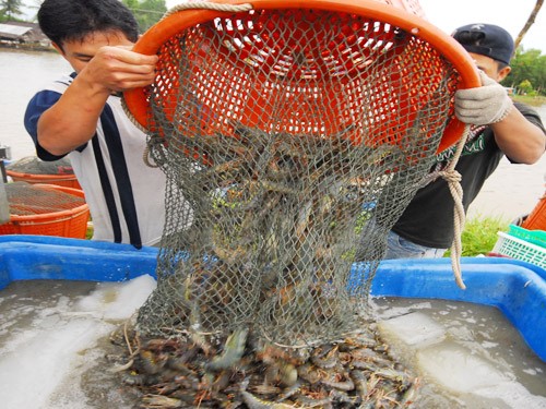 Nghề nuôi tôm khởi sắc