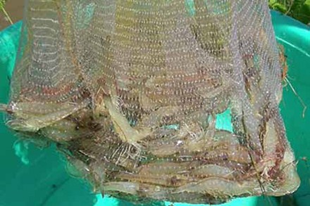Trà Vinh: Triển vọng từ tôm thẻ chân trắng