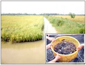 Đồng Tháp: Mở rộng nuôi tôm càng xanh luân canh trên chân ruộng lúa
