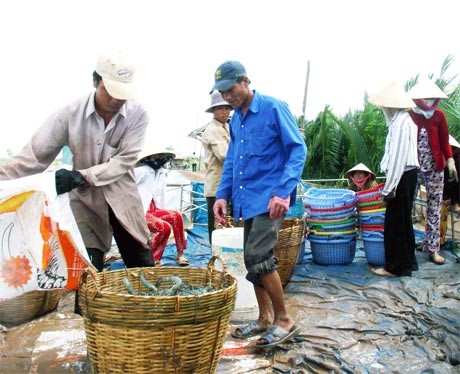 Tôm thẻ chân trắng “lấn lướt” tôm sú
